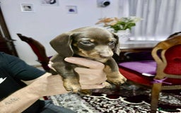 Dachshund dogs for sale: Miniature dachshund puppies for sale - Image 7