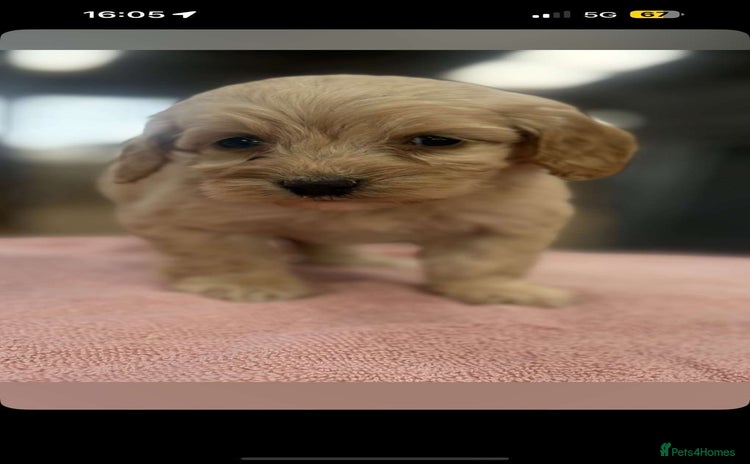 Cockapoo dogs - Advert 2