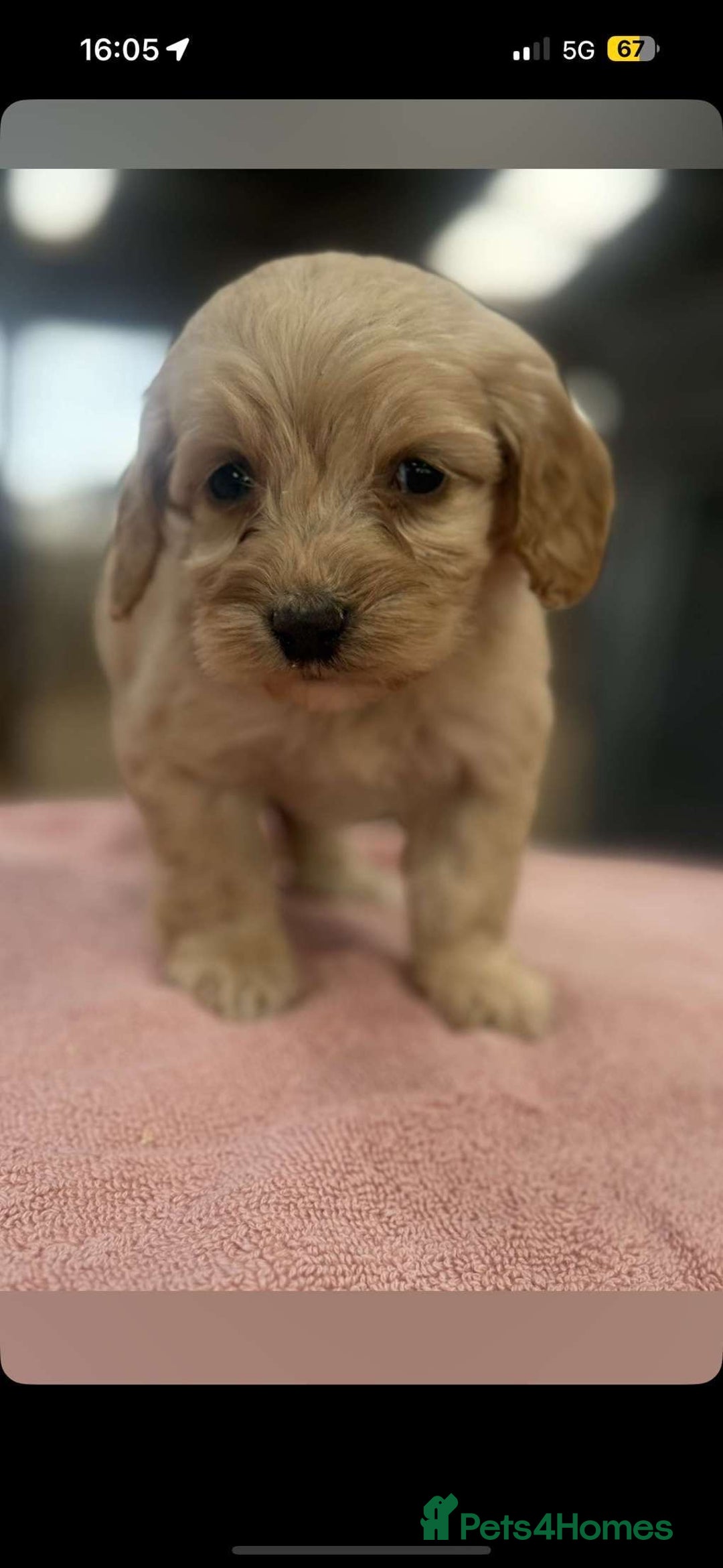 Cockapoo dogs for sale: Cockerpoo pups  - Image 1