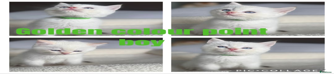 Golden colourpoint (Green)