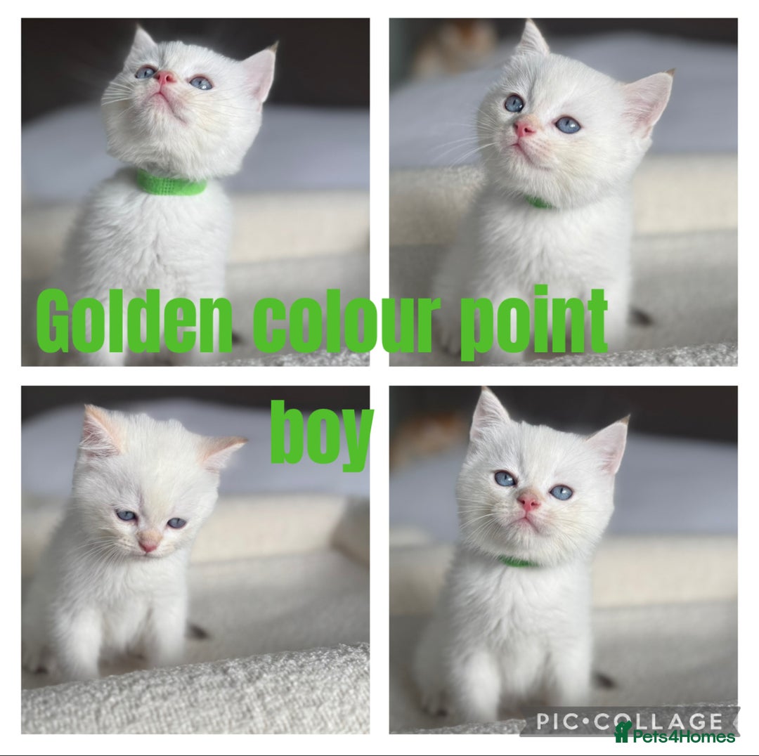British Shorthair cats for sale: TICA golden and colourpoint BSH - Image 5