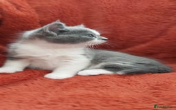 British Shorthair cats for sale: British short hair kittens  - Image 2