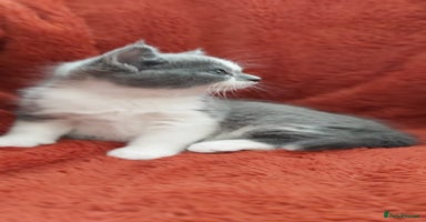 British Shorthair cats - Advert 13