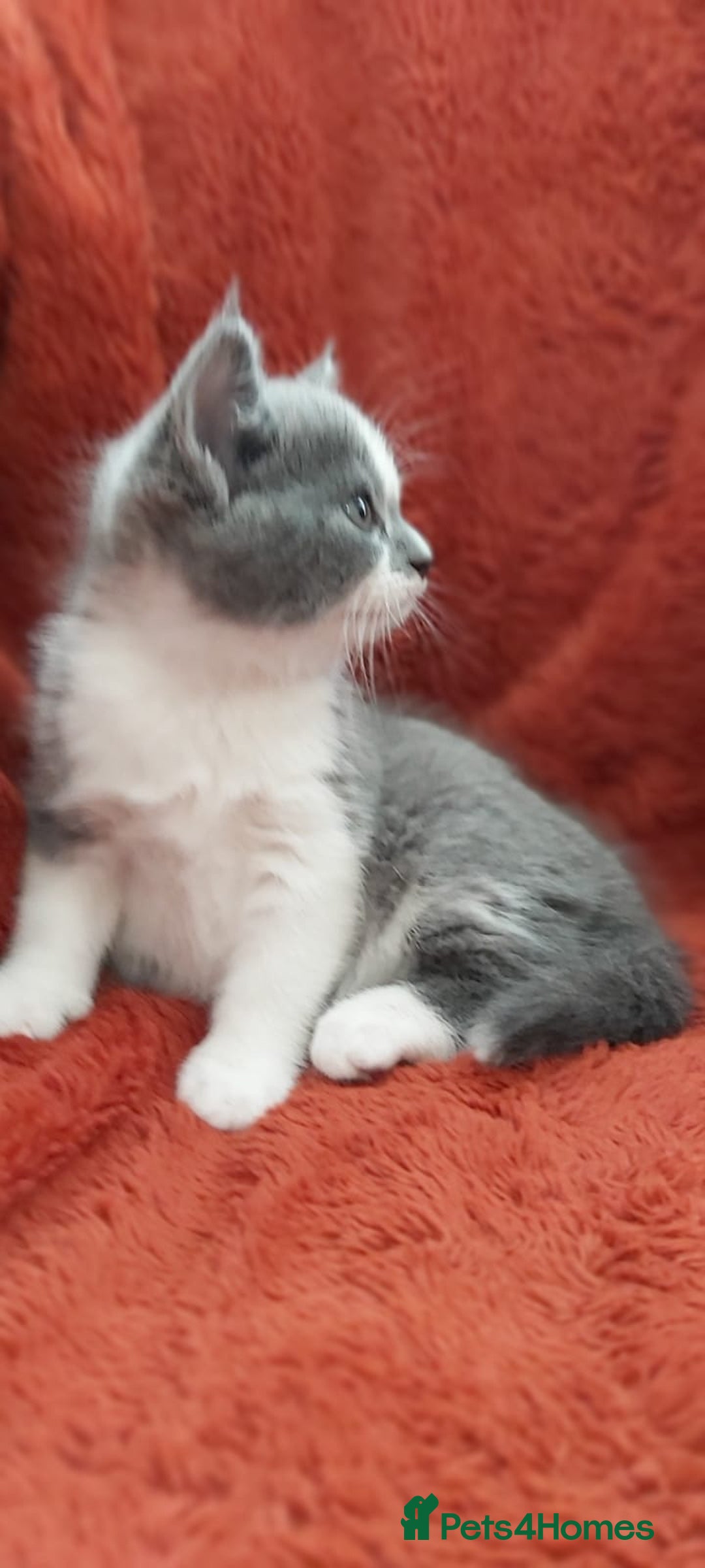 British Shorthair cats for sale: British short hair kittens  - Image 2