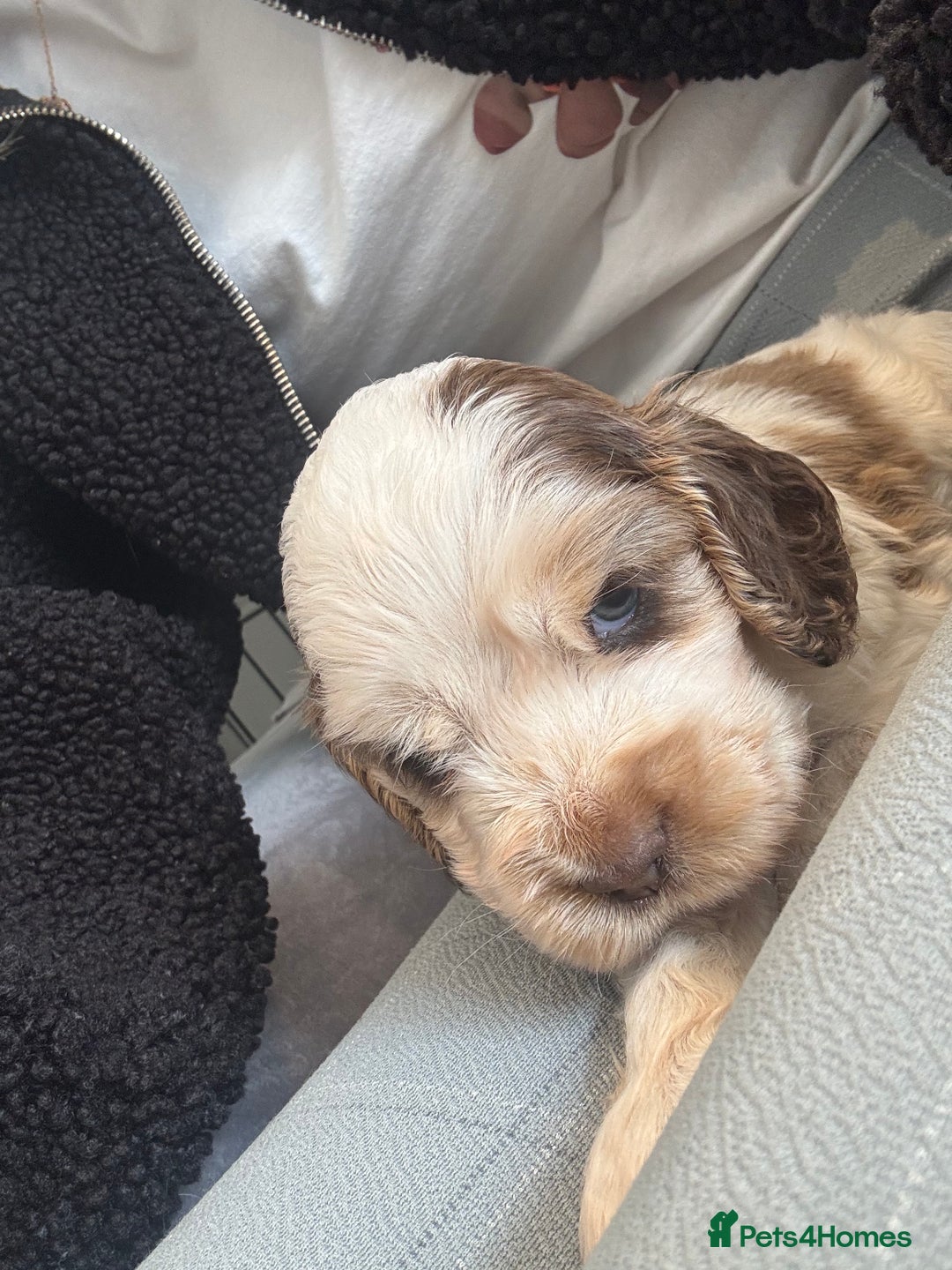 Cocker Spaniel dogs for sale: Champion Show Cocker Spaniels  in Cranbrook - Image 12