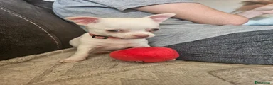 Chihuahua 1