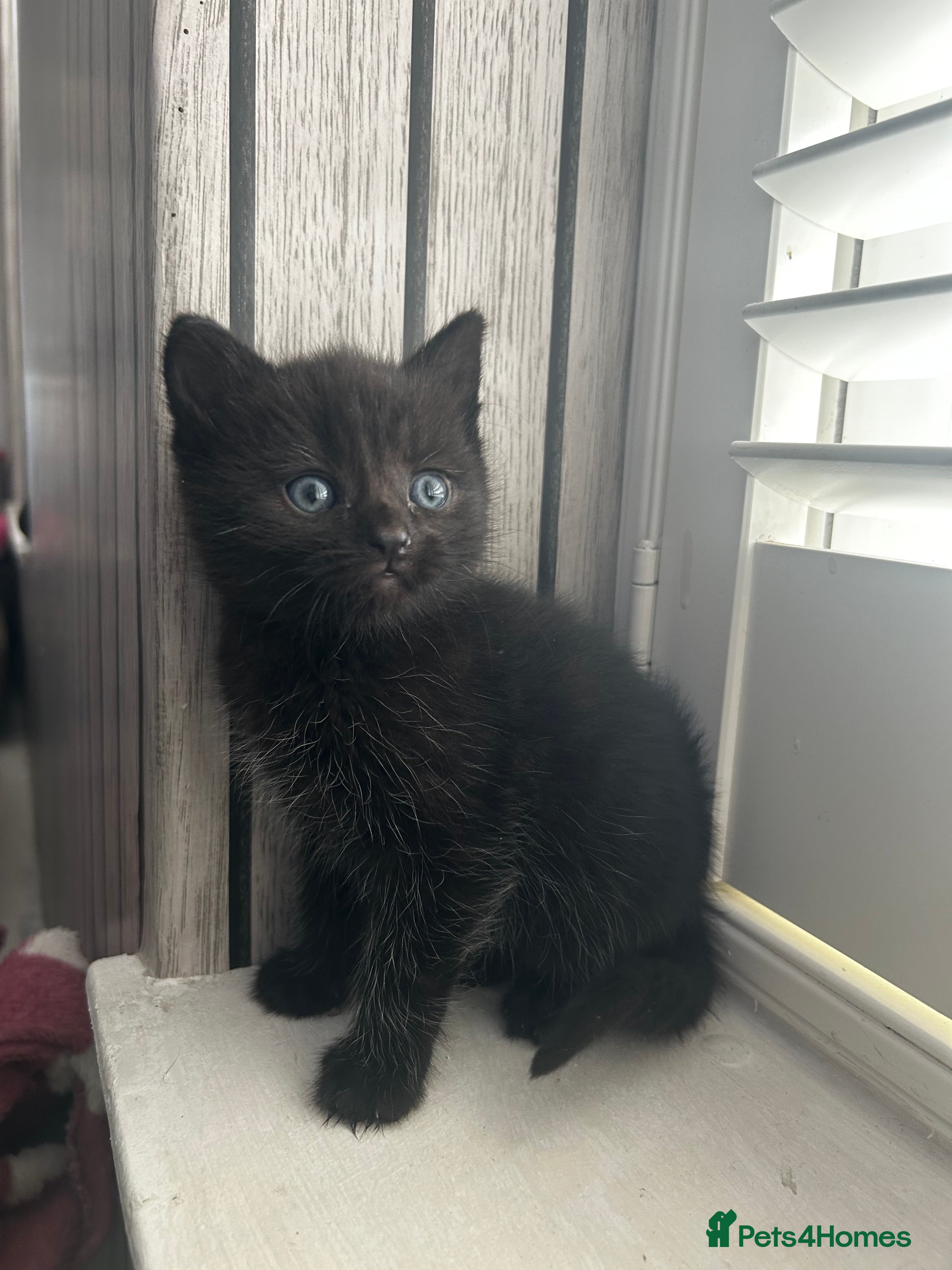 European cats 6 beautiful tabby/black kittens for sale! - Advert 1