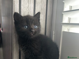 European cats 6 beautiful tabby/black kittens for sale! - Advert 3