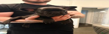 French Bulldog 1