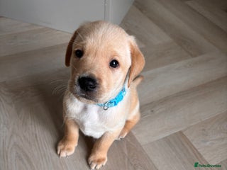 Labrador Retriever dogs - Advert 26