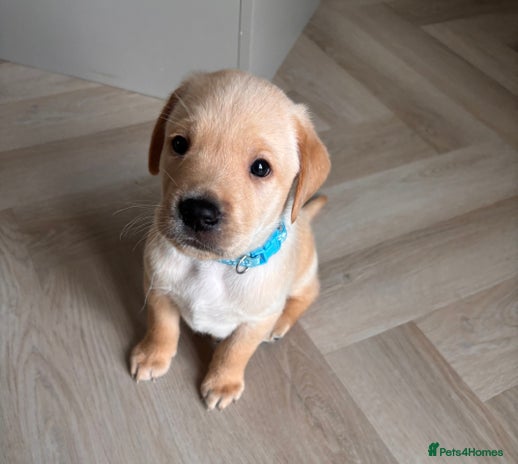 Labrador Retriever dogs - Advert 11