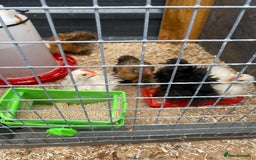 Chickens poultry for sale: Pekin bantam cockerels - Image 1