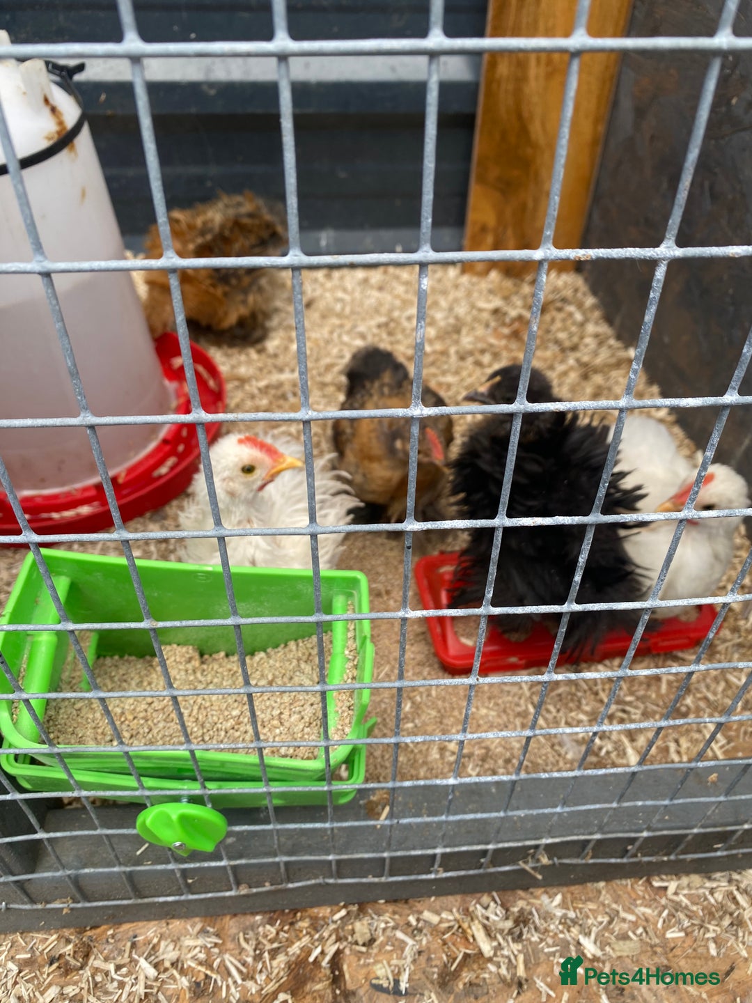 Chickens poultry for sale: Pekin bantam cockerels - Image 1