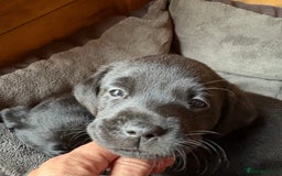 Labrador Retriever dogs for sale: Stunning Labrador KC Registered Puppies - Image 14