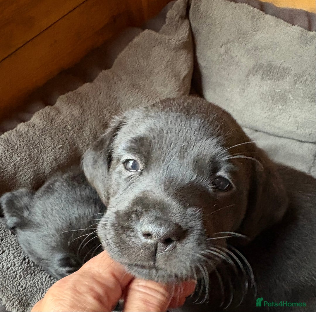 Labrador Retriever dogs for sale: Stunning Labrador KC Registered Puppies - Image 14