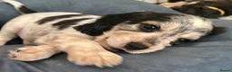Cocker Spaniel dogs for sale: Stunning KC Show Cocker Spaniel Sable Puppies.  - Advert 24