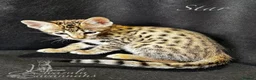 Savannah cats for sale: Excellent Quality Tica Registered Purebred kittens - Advert 8