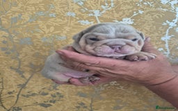 English Bulldog dogs for sale: Merle British Bulldog Pup's  - Image 3