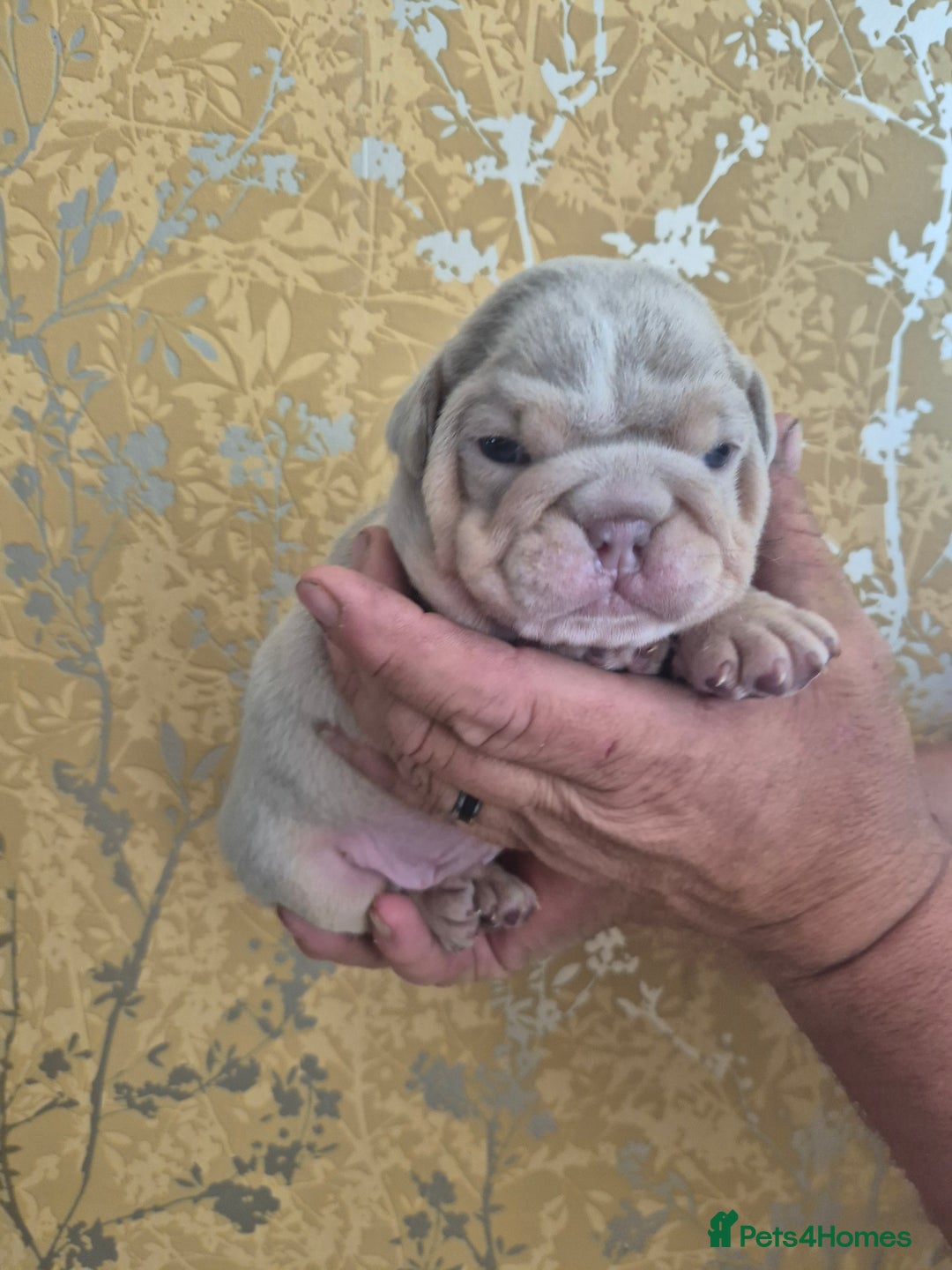English Bulldog dogs for sale: Merle British Bulldog Pup's  - Image 3