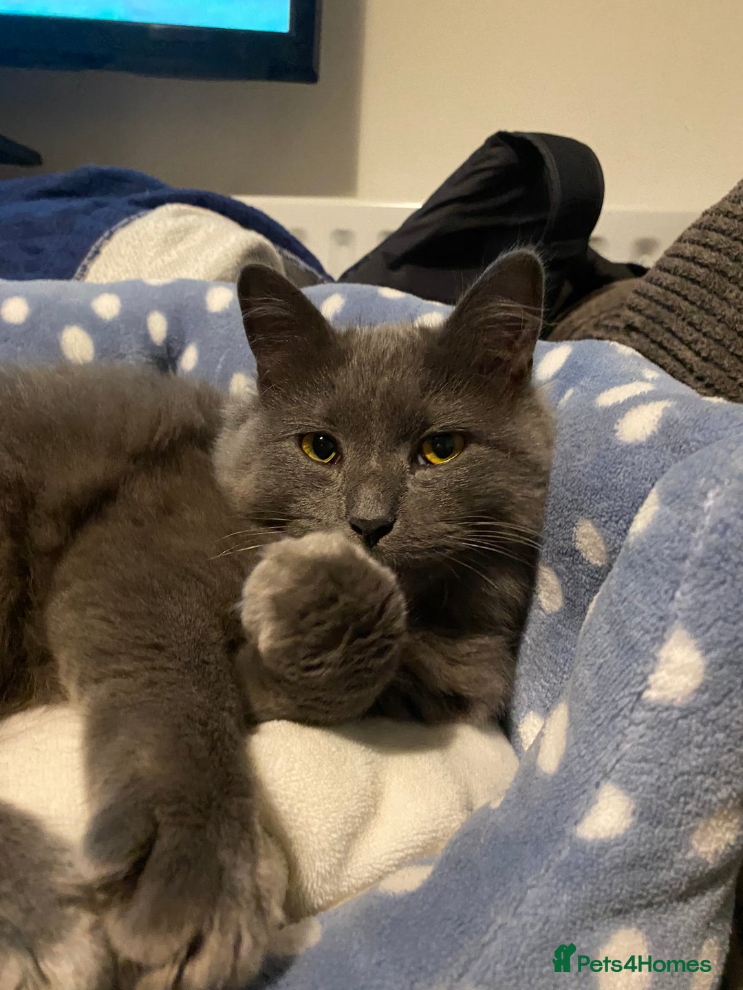 Mixed Breed cats for sale: Jackie  - Image 6
