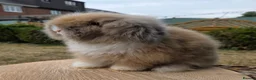 Angora rabbits for sale:  Super fluffy baby teddywidders  - Advert 6
