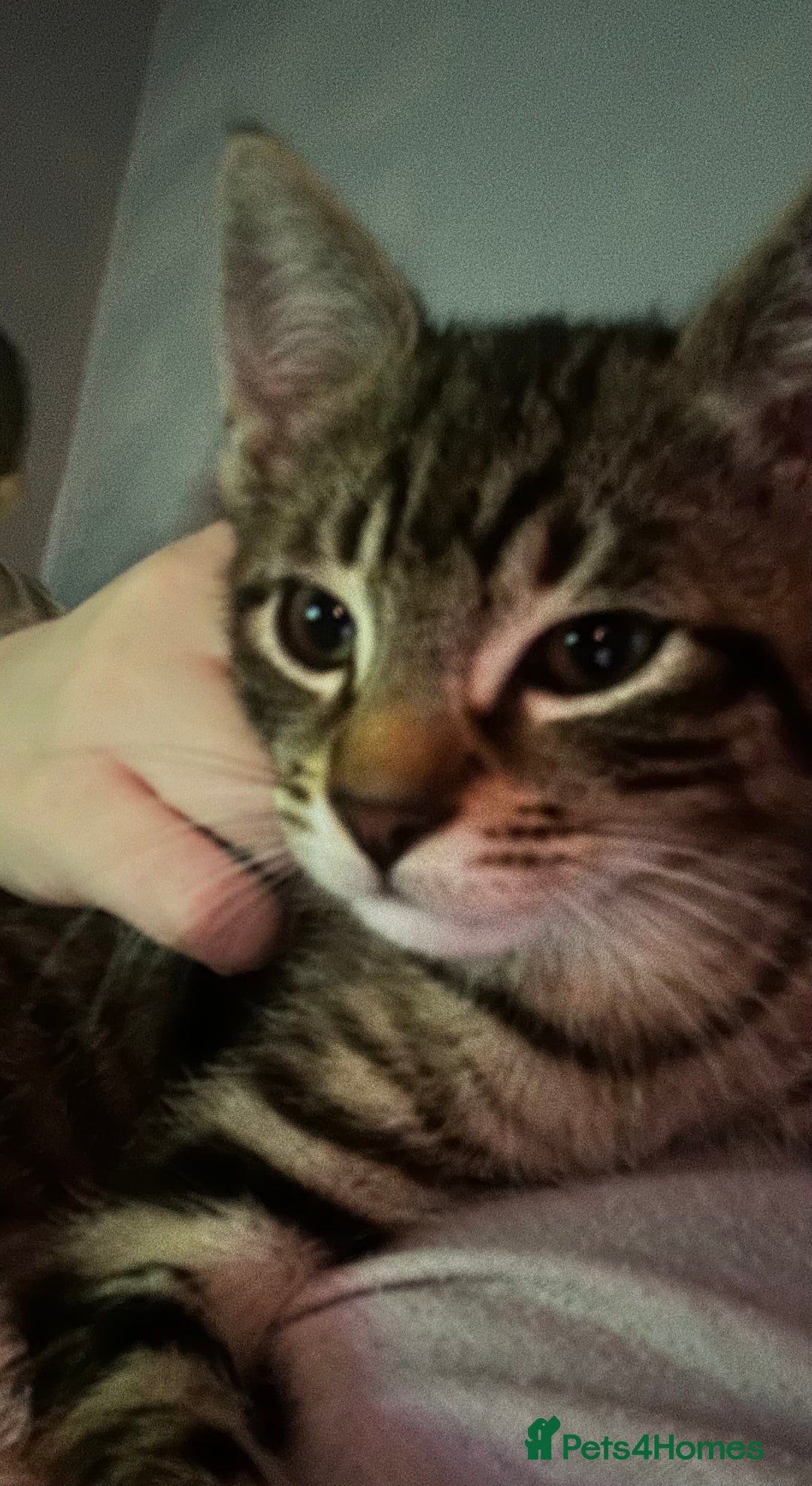 Domestic Shorthair cats for sale: 1 beautiful kitten for sale. - Advert 5