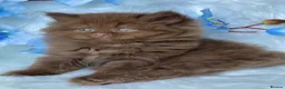 British Shorthair cats for sale: Luxury cinnamon/brown British longhair kitten - Advert 6
