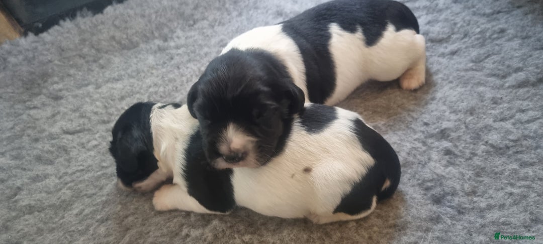 English Springer Spaniel dogs for sale: Kc registered traditional springer pups  - Image 8