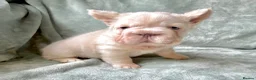 French Bulldog dogs for sale: Fluffy French Bulldog Puppies - Advert 3