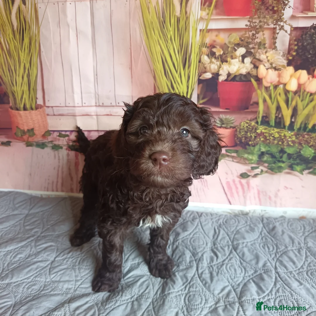 Australian Labradoodle dogs for sale: FULLY HEALTH TESTED CHOCOLATE BOX  **  BABIES🌈  in Boston - Advert 1