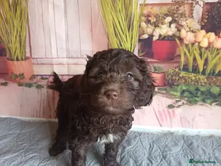 Australian Labradoodle dogs FULLY HEALTH TESTED CHOCOLATE BOX EASTER BABIES🌈 - Advert 3