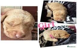 Labradoodle dogs for sale: Labradoodle puppies  - Image 3