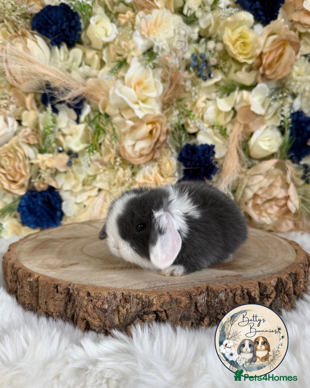 Mini Lop rabbits for sale: 💛 Purebred Mini Lops 💛 UPDATED 19TH JULY 💛 xxx - Image 5