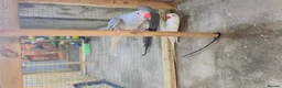 Mixed Breed birds for sale: Different types of birds *read description*  - Advert 3