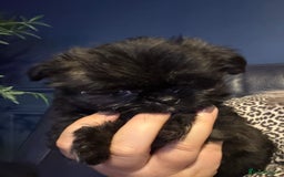 Mixed Breed dogs for sale: Shiranian boy puppies ready now  - Image 7