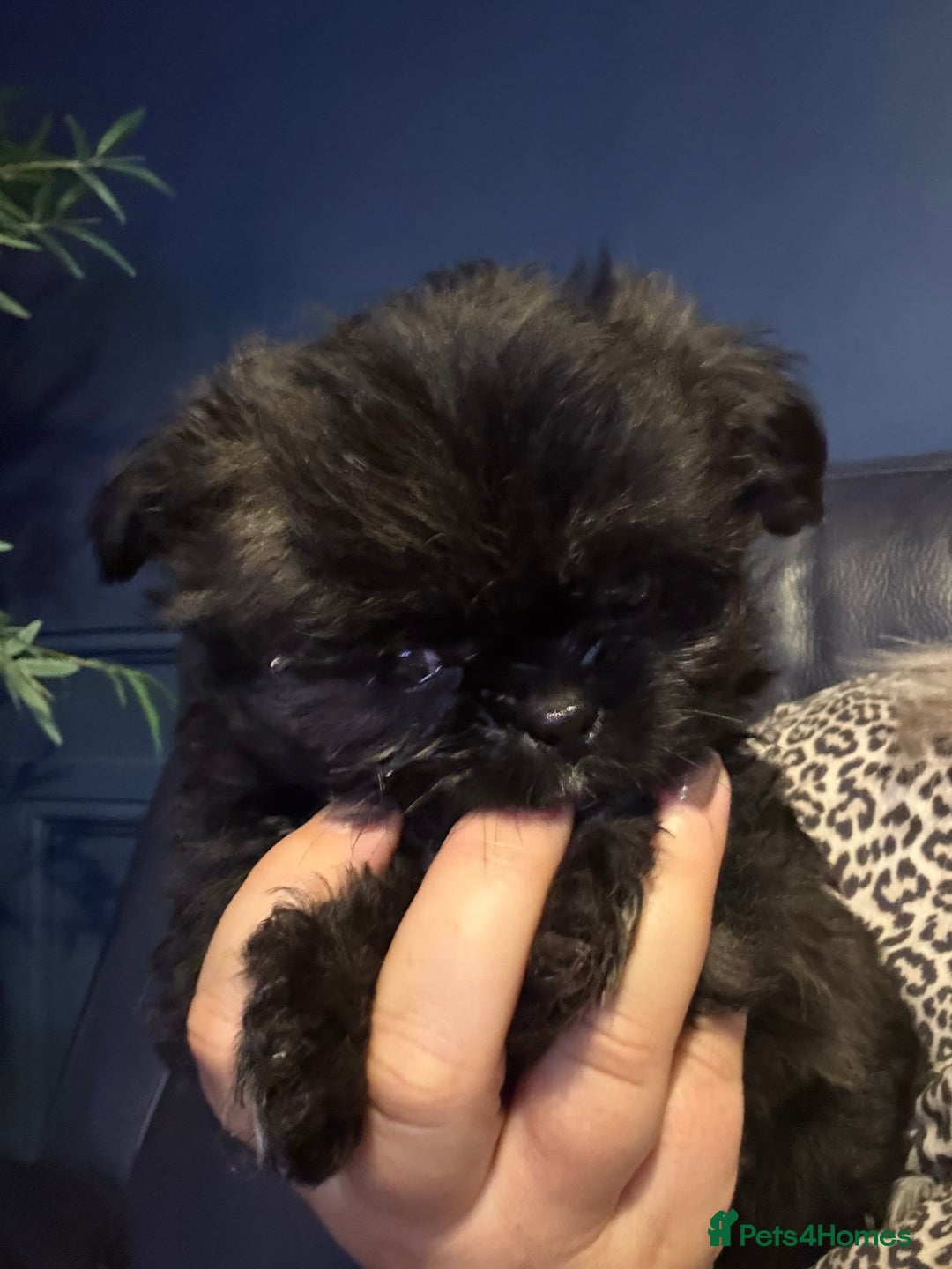 Mixed Breed dogs for sale: Shiranian boy puppies ready now  - Image 7
