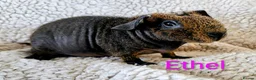 Guinea Pig rodents for sale: Skinny guinea pigs - Advert 2