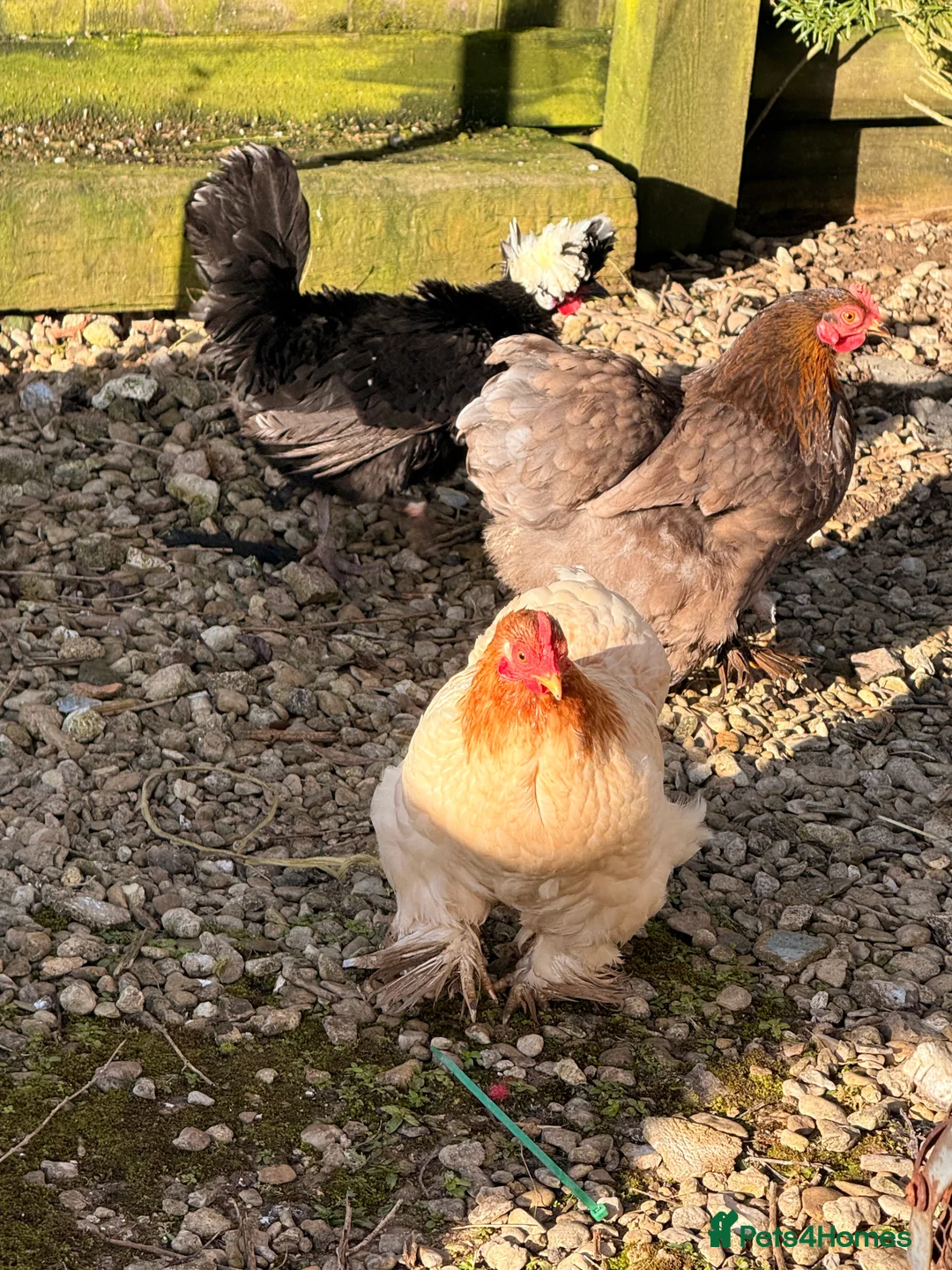 Chickens poultry for sale: Peking Batam and frazzle silkie  in Marlborough - Advert 5