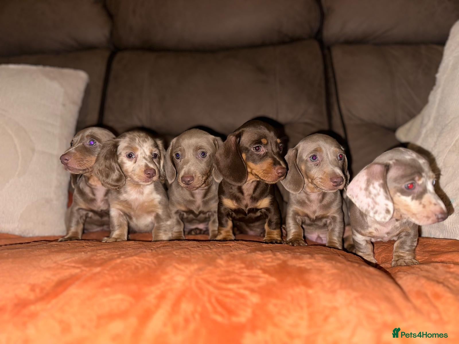 Dachshund dogs Kc registerd quality miniture daschunds  - Advert 1