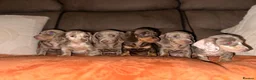 Dachshund dogs for sale: Kc registerd quality miniture daschunds  - Advert 1