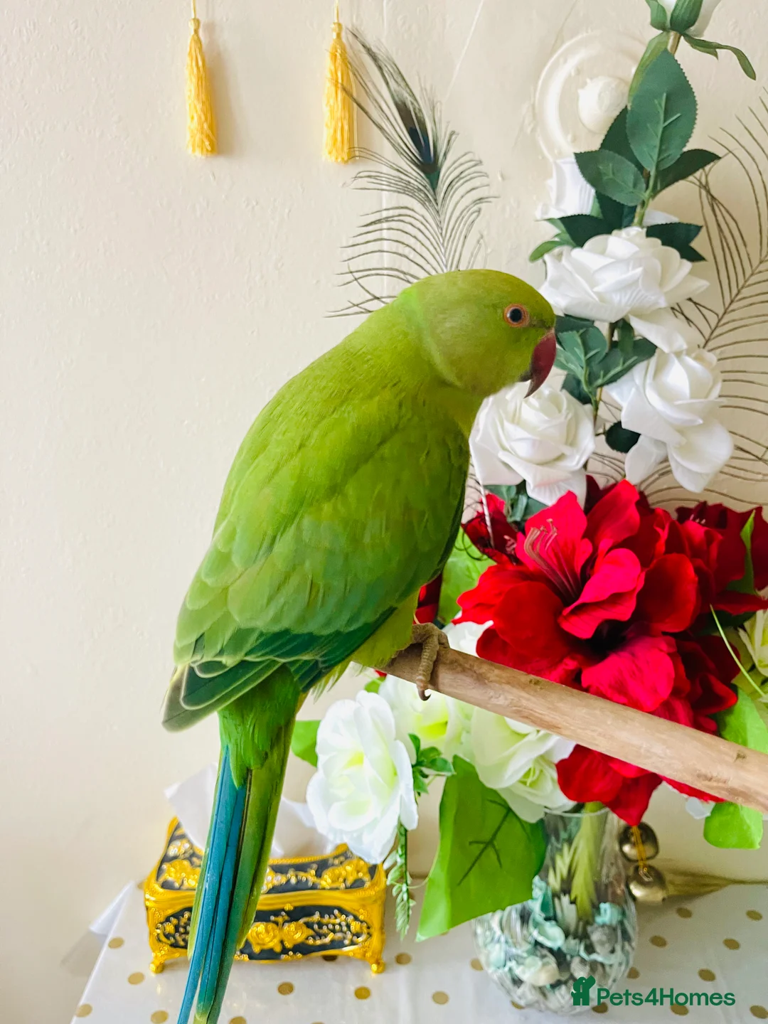 Ringnecks birds for sale: Hand Tamed/Untamed Gorgeous Ringneck for Sale - Advert 7