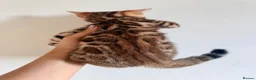 Bengal cats for sale: Beautiful bengal kitten  - Advert 10