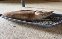 British Longhair cats for sale: X2 7 month old male kittens - Advert 3