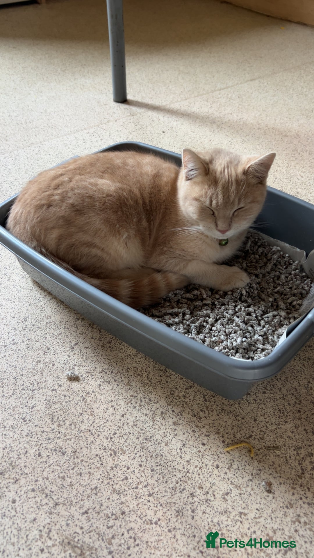 British Longhair cats for sale: X2 7 month old male kittens - Advert 3