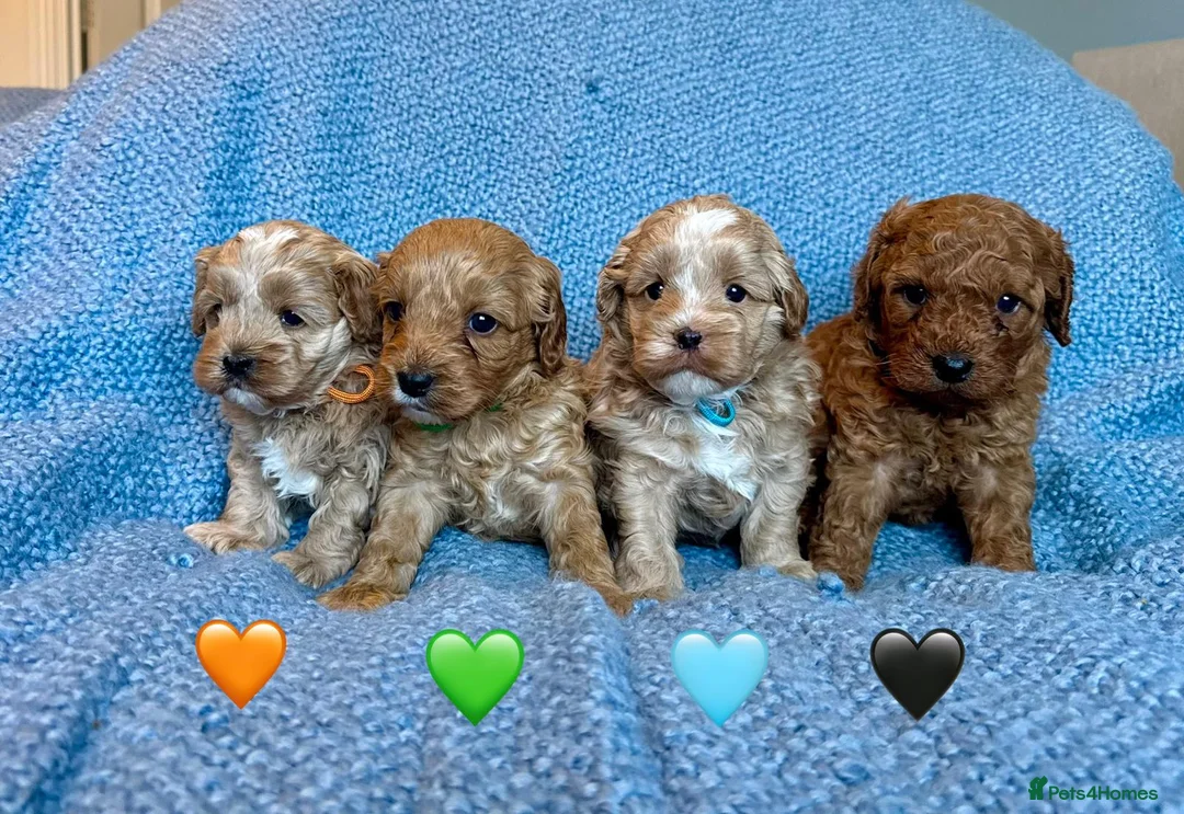 Cavapoo dogs for sale: Stunning Fully-Health-Tested F2 Cavapoo Puppies❤️ - Advert 2