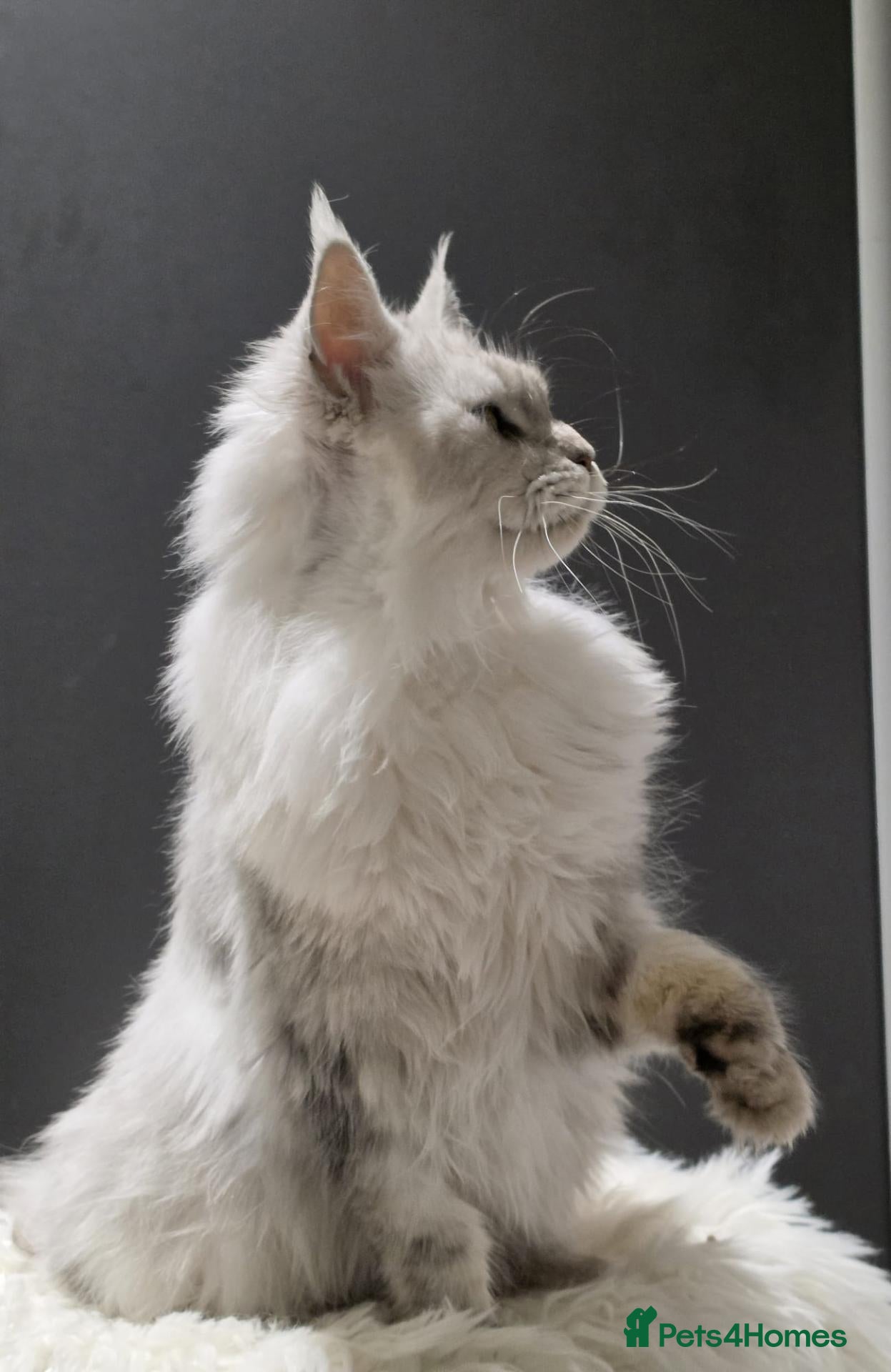 Mixed Breed cats for adoption: ❤️AURA❤️ A MAJESTIC 1,5 YEARS OLD MAINE COON GIRL - Advert 2