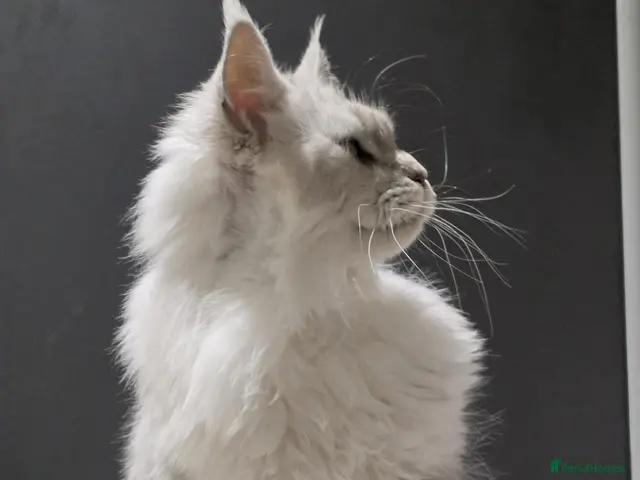 Mixed Breed cats for adoption: ❤️AURA❤️ A MAJESTIC 1,5 YEARS OLD MAINE COON GIRL - Advert 2