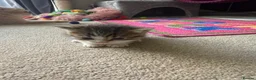 Mixed Breed cats for sale: 3 male kittens for sale  in Evesham - Advert 9