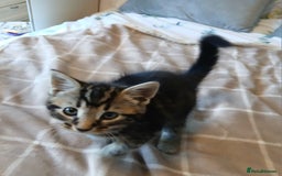 Mixed Breed cats for sale: 5 Kittens for a good home! - Image 12