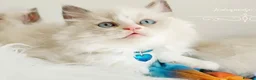 Ragdoll cats for sale: Beautiful Boy ragdoll  - Advert 6